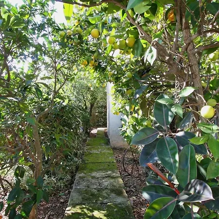 Rosa Villa Pollenca